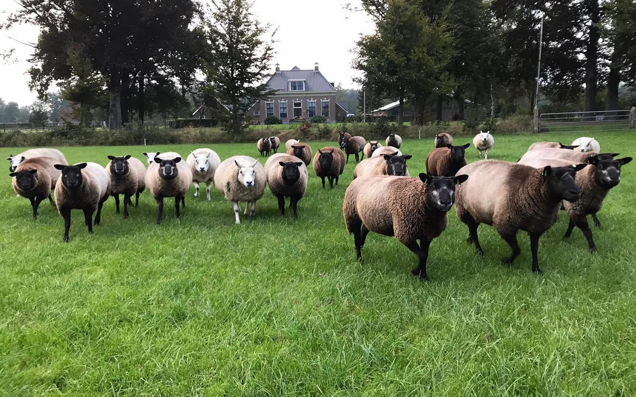 De schapen van Sjoerd Hoekstra: zijn grote trots. De schapen van Sjoerd Hoekstra: zijn grote trots.