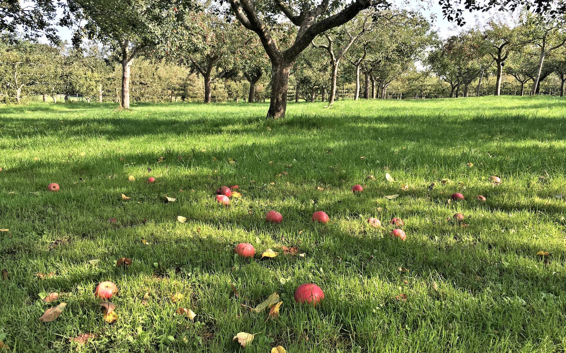 Fruit tekenen tussen de boomgaarden in Frederiksoord