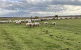 Het gedeelte waar de schapen 'zonder herder' in het Dwingelderveld grazen, is uit voorzorg aanzienlijk kleiner geworden.