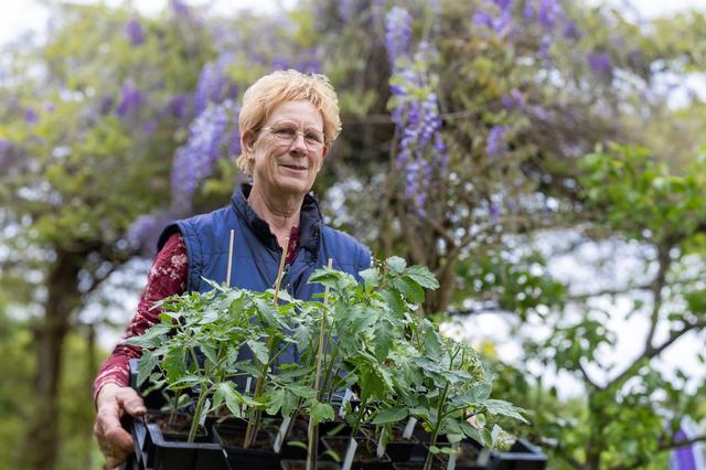 Marian (69) verwacht stormloop op tomaten op Lentefair in Frederiksoord. ‘Ze staan meteen in de rij’