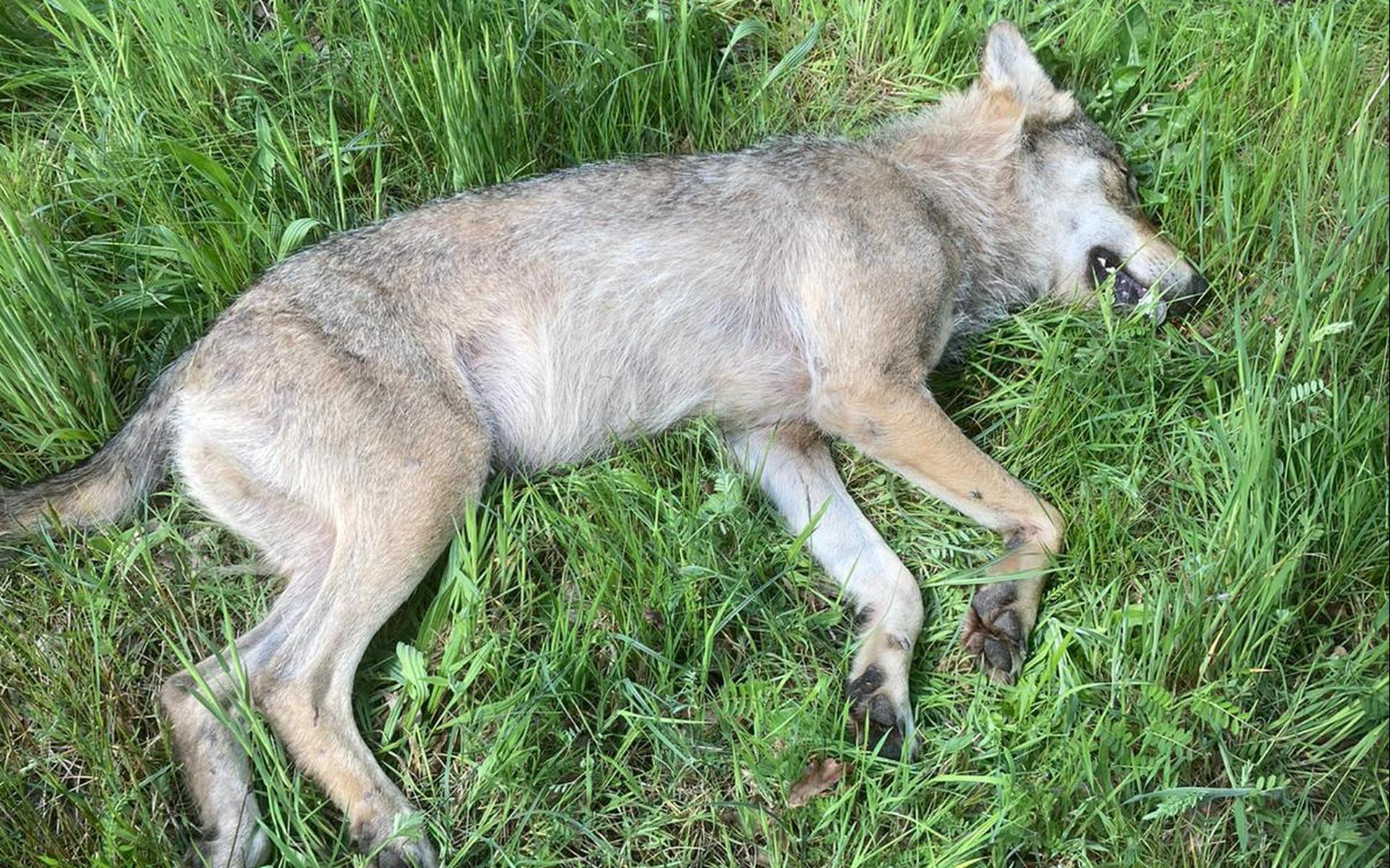 Bij Appelscha doodgereden wolf doodde in twee weken tijd zeven schapen in Drenthe en Friesland - Ste