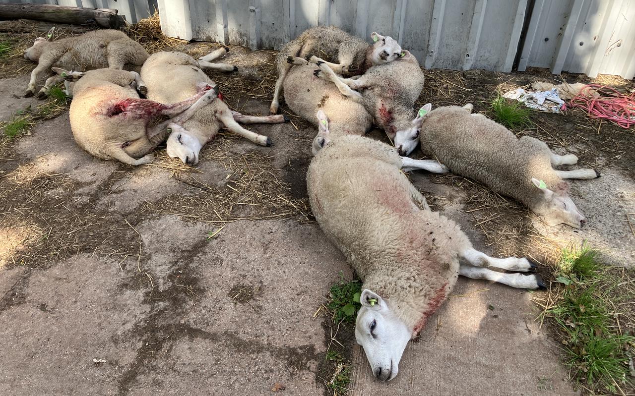 Deze acht lammeren van Stefan Worst waren er zodanig slecht aan toe, dat ze alsnog moesten worden afgemaakt door de dierenarts. Deze acht lammeren van Stefan Worst waren er zodanig slecht aan toe, dat ze alsnog moesten worden afgemaakt door de dierenarts.