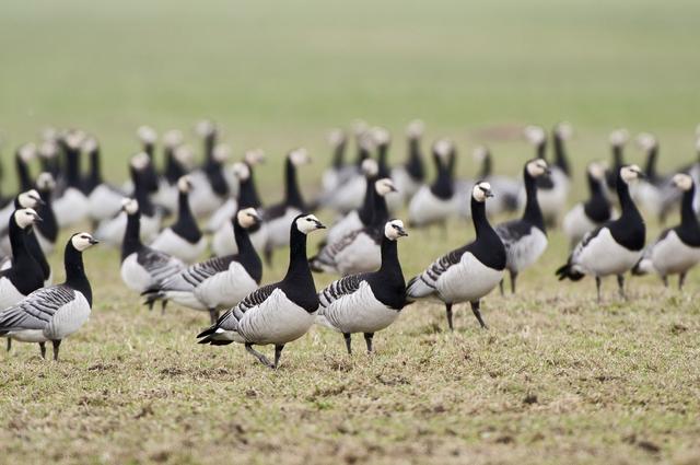 Provincie Overijssel blijft afschot winterganzen in Natura 2000-gebieden verdedigen
