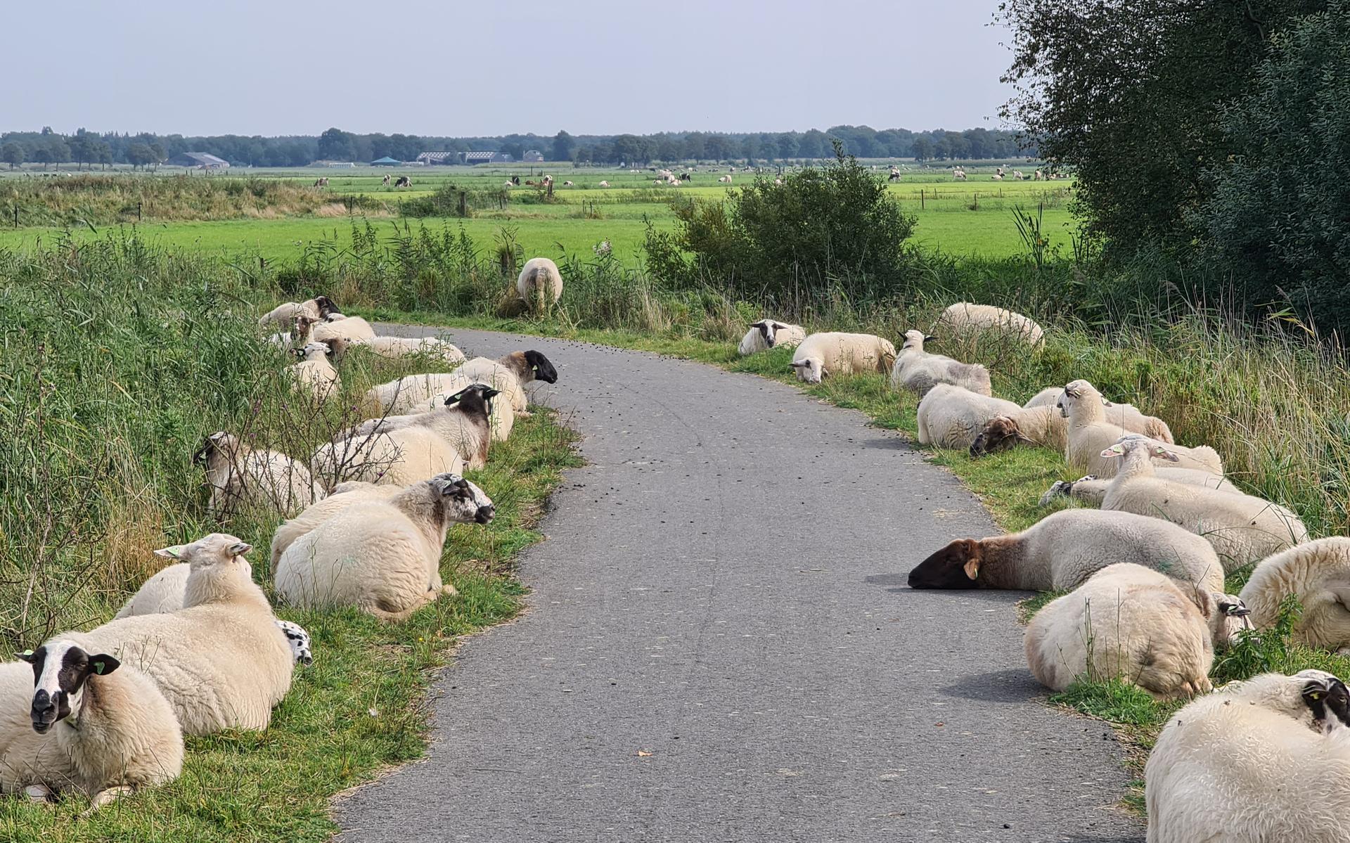 Schapen houden bermen bij Blesdijke kort - Steenwijker Courant