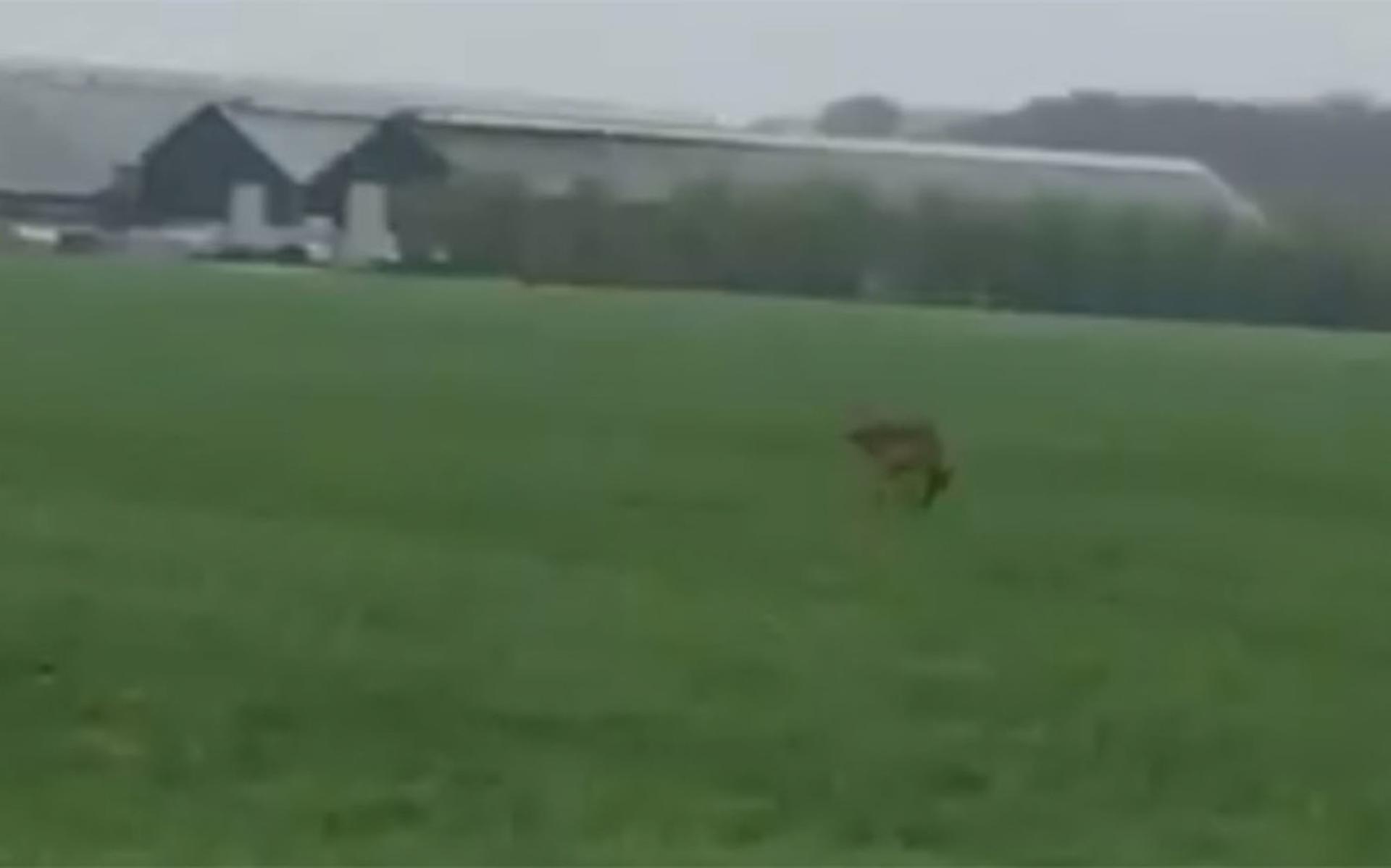 Mogelijk een wolf gesignaleerd in Ooststellingwerf (video) - Steenwijker Courant