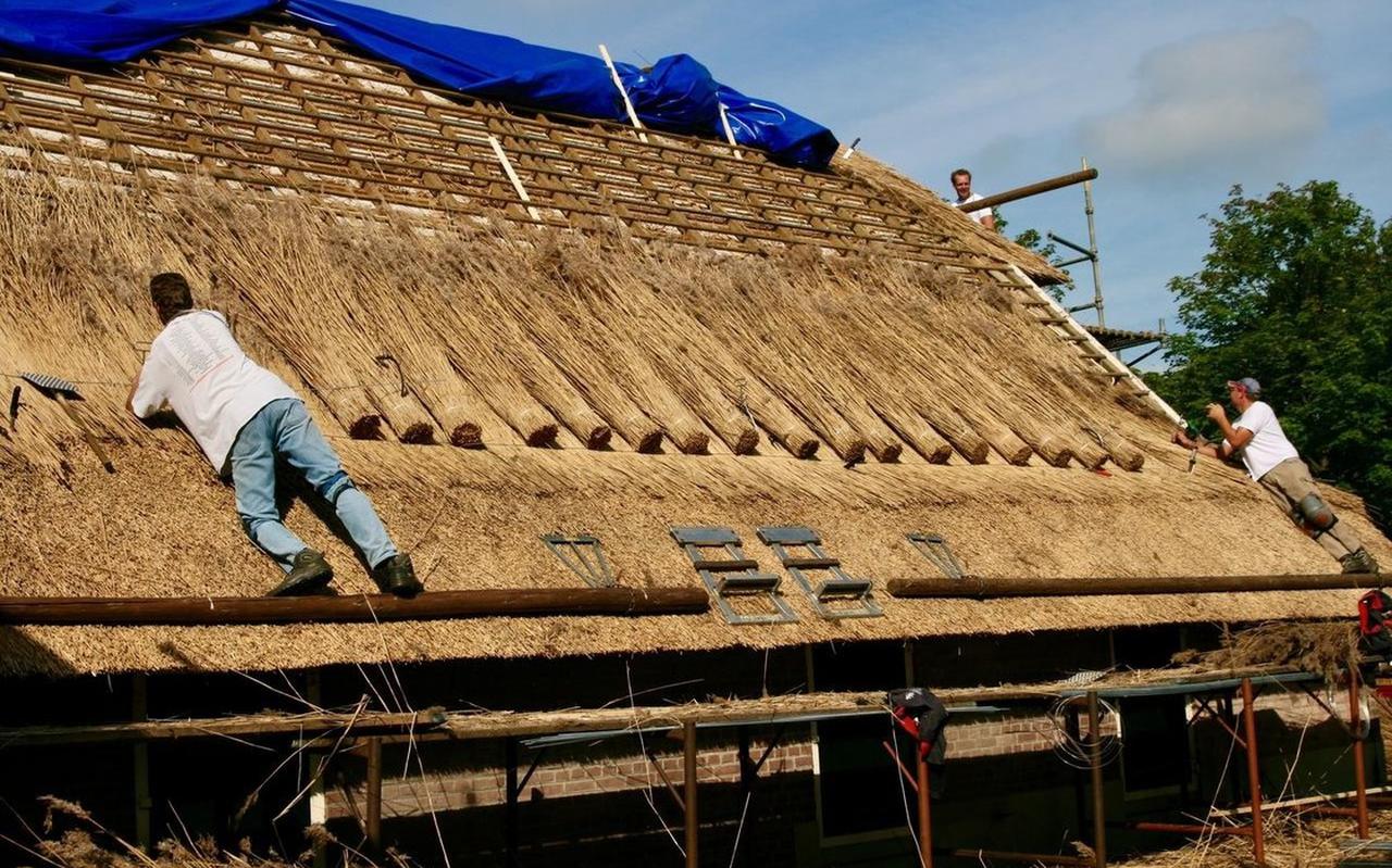 Wie zijn dak met riet laat bedekken, krijgt subsidie als hij Chinees riet gebruikt vanwege de aangetoonde isolatiewaarde. Diezelfde subsidie geldt niet voor riet van Nederlandse bodem.