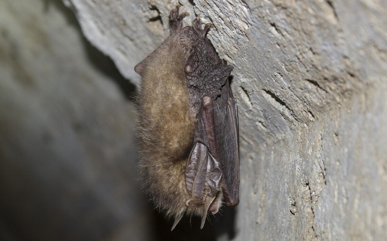 Gewone grootoorvleermuis. Gewone grootoorvleermuis.