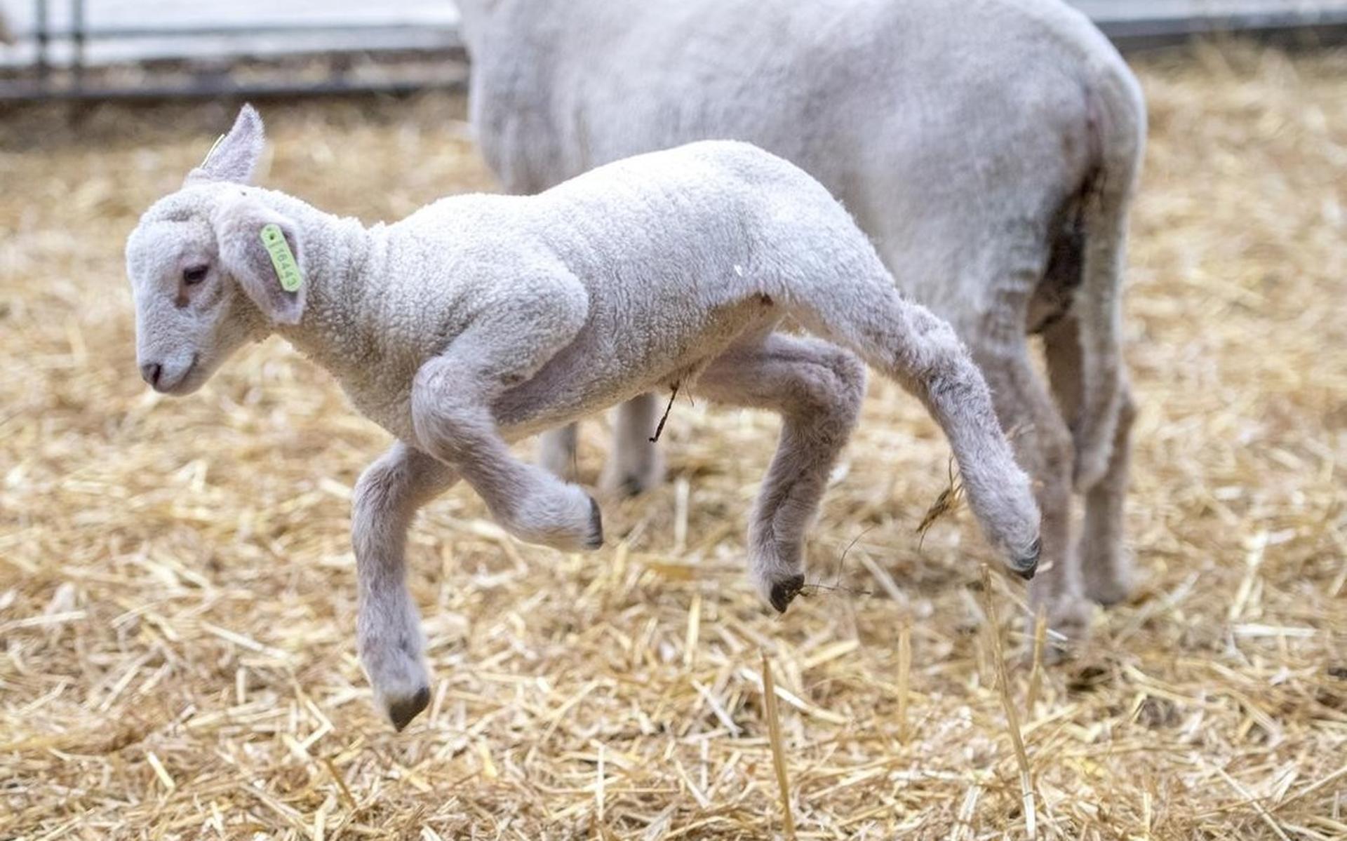 Te veel mensen willen lammetjes zien in Ruinen. Daarom gaat de weg naar de schaapskooi dicht - Steen