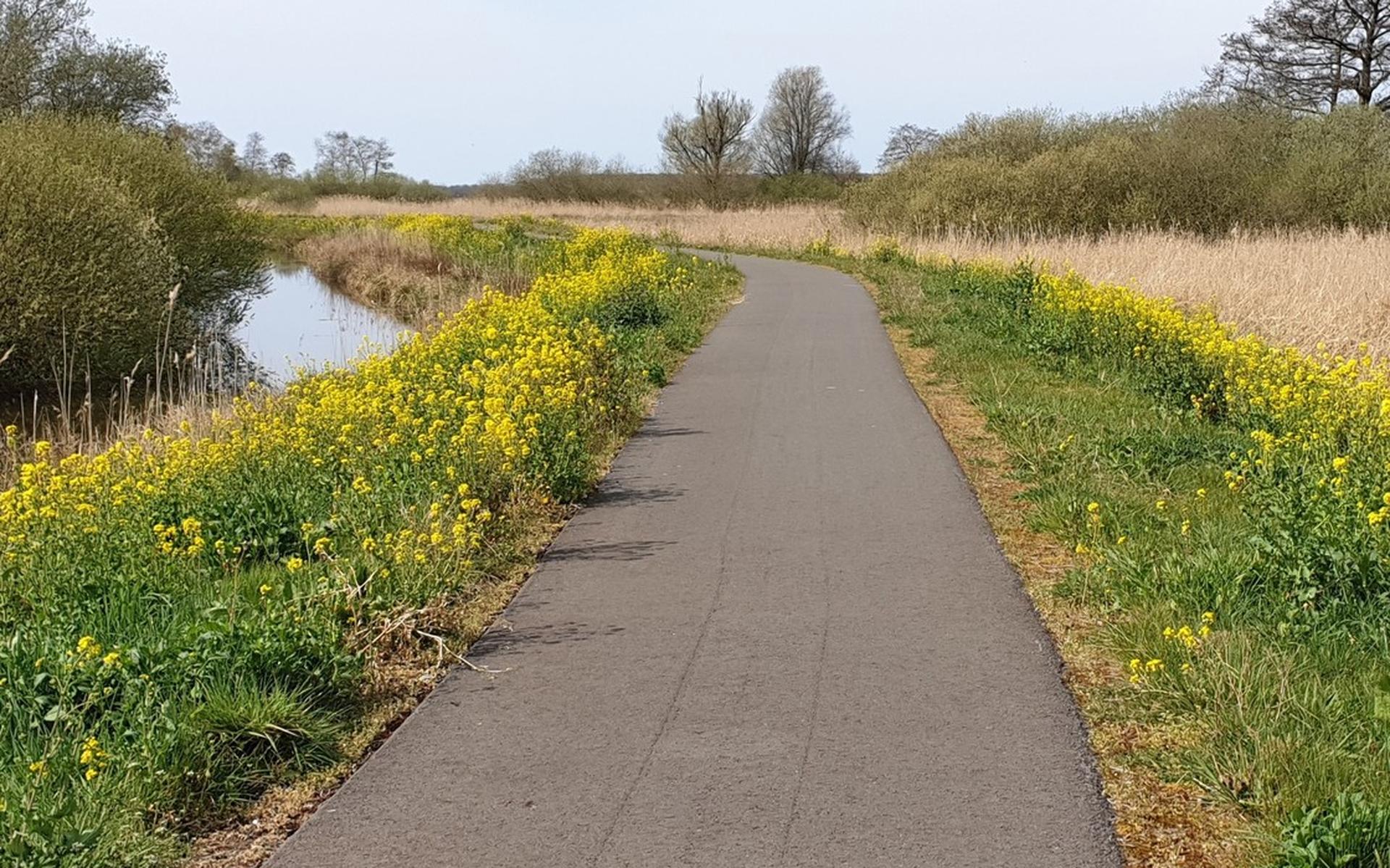 Koolzaad in bloei langs fietspad Stroomkantpad - Steenwijker Courant