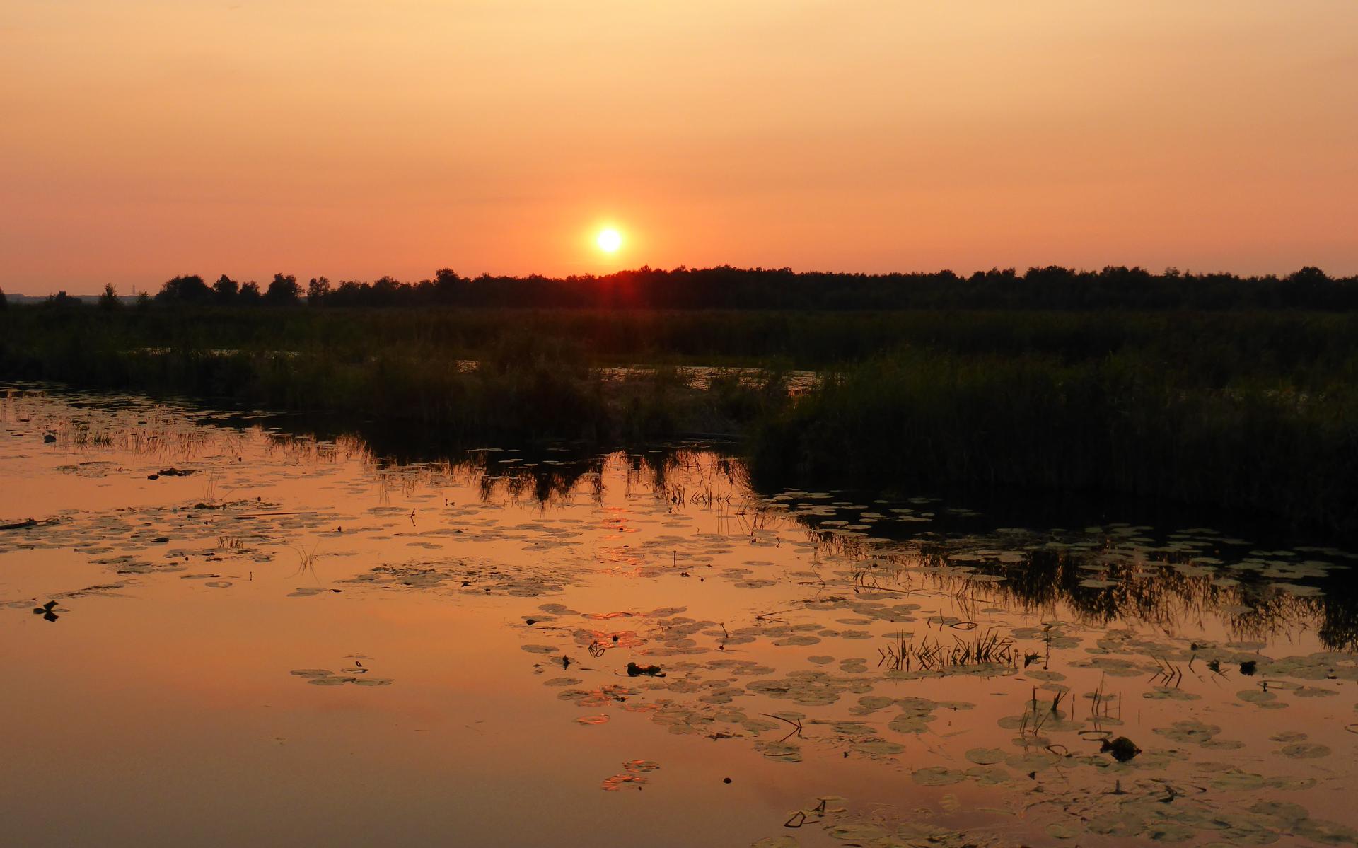 Boeren uit Blokzijl verliezen rechtszaak over natuurverbetering De Wieden - Steenwijker Courant