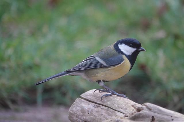 Vroege vogelzangexcursie op Koningsdag