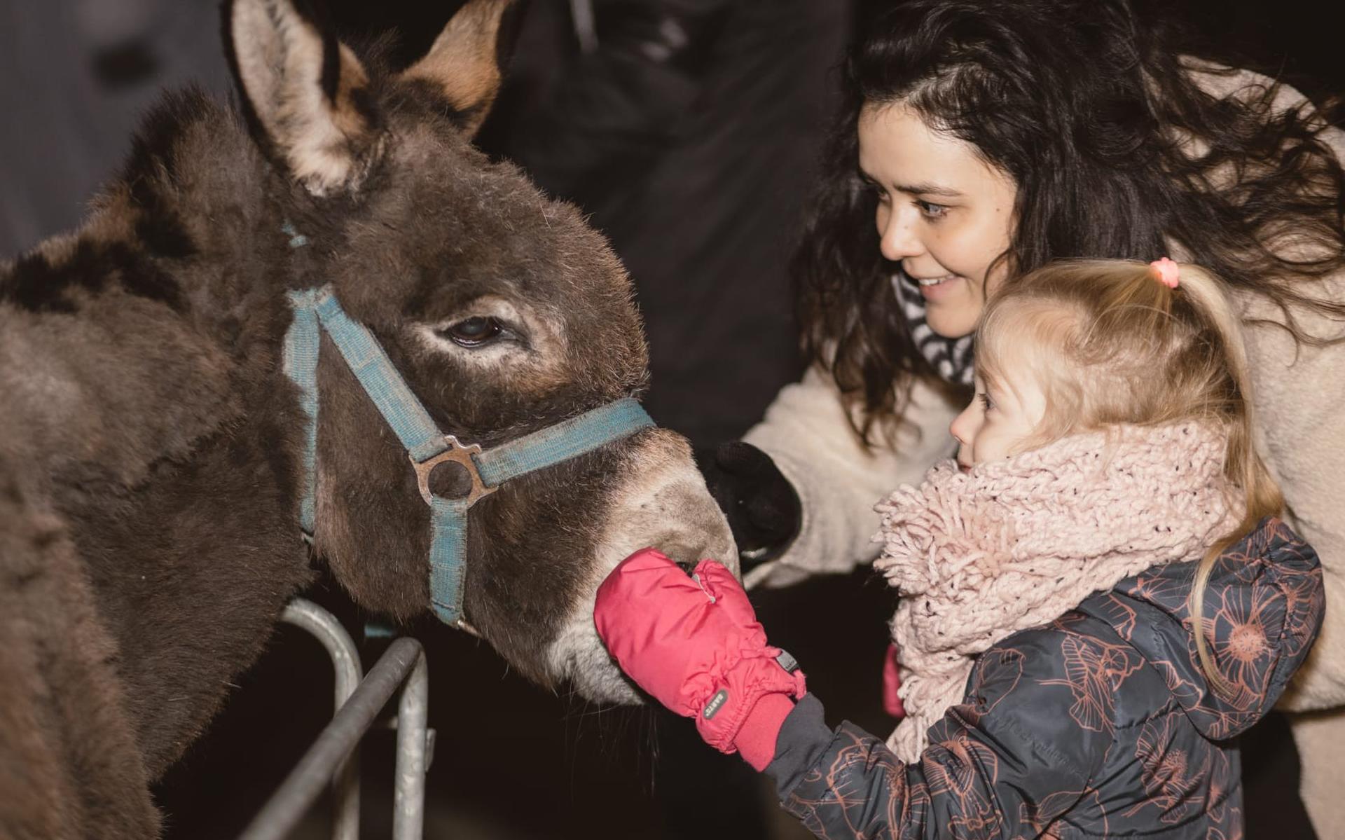 De ezel van Jozef en Maria was de publiekslieveling bij de kerstwandeling in Steenwijkerwold.
