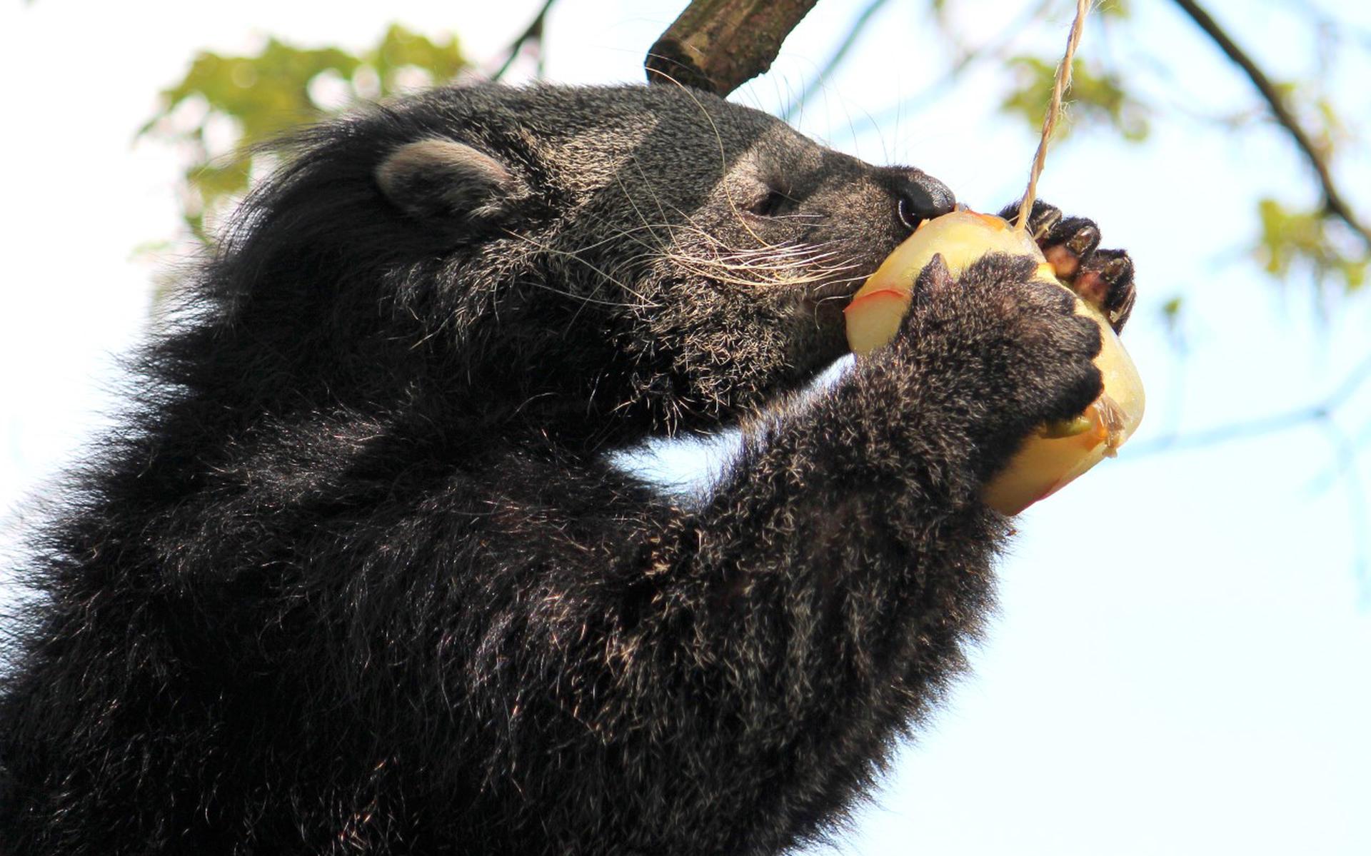 De dieren in het park, zoals de Binturong, lusten graag vers fruit. 