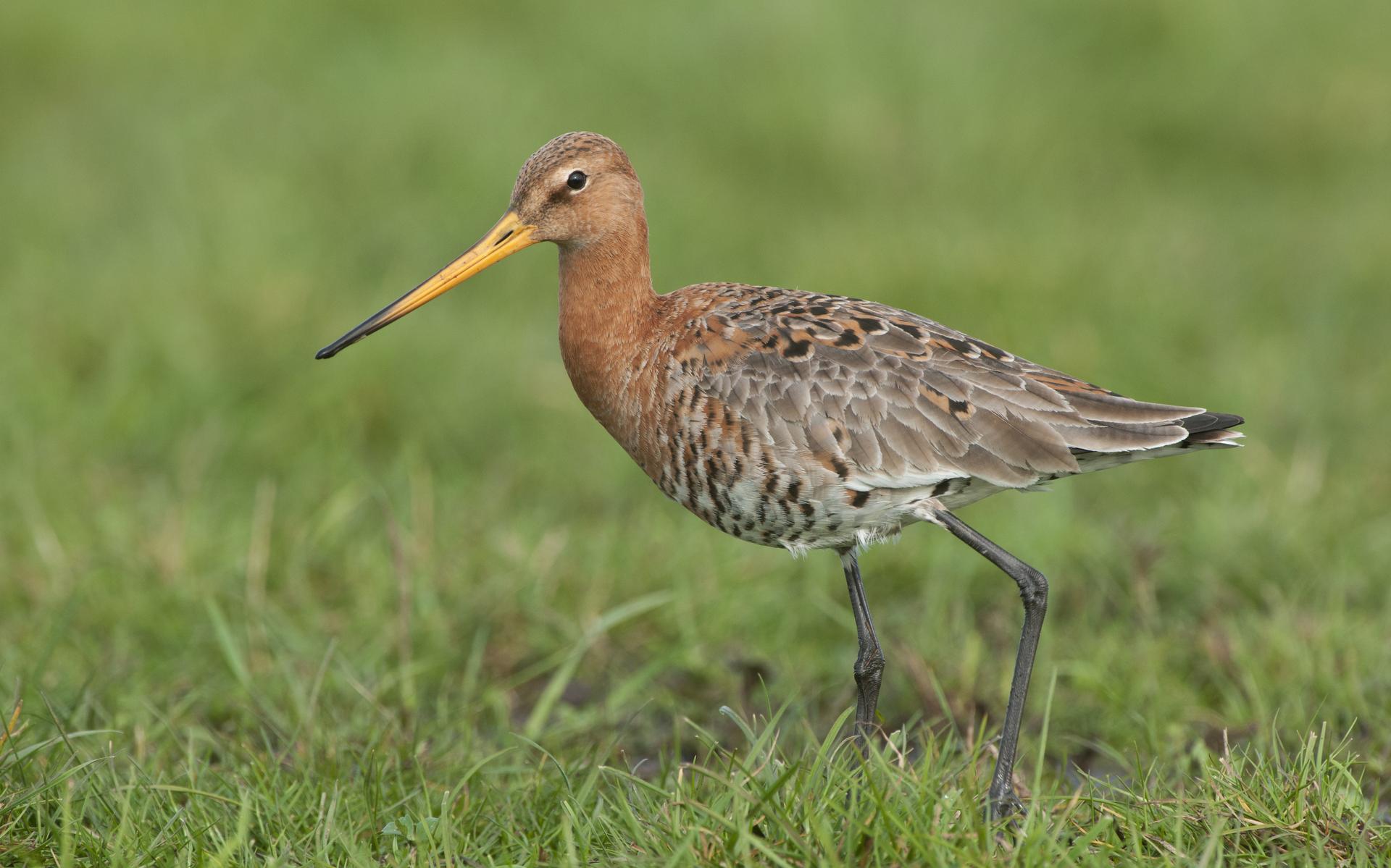 Een nat voorjaar is ideaal voor weidevogels in De Bramen: 'De samenwerking is cruciaal' - Steenwijke