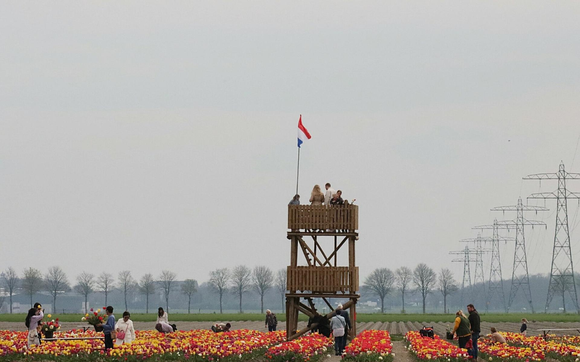 Drukte in de tulpenpluktuin.