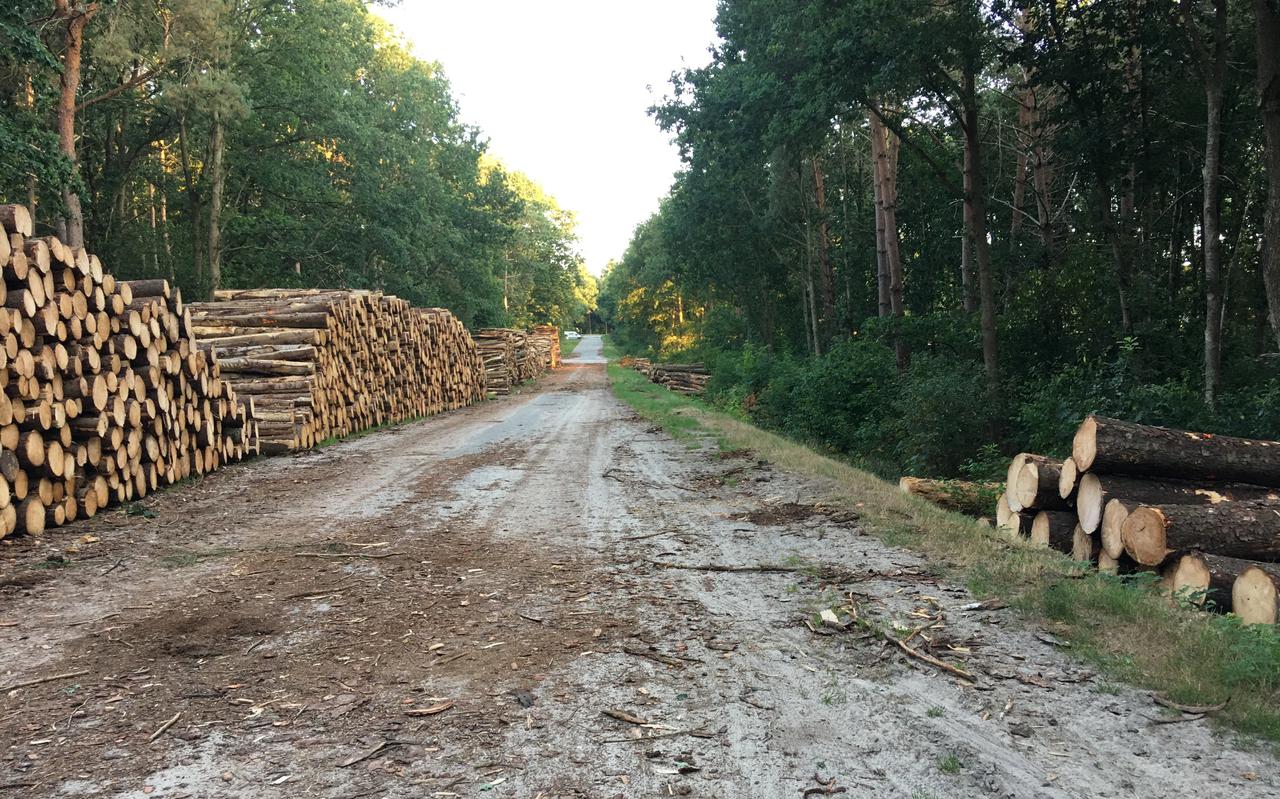De gekapte bomen worden klaargelegd voor de houtindustrie. 
