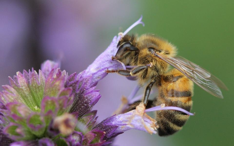 Kindcentrum in Nieuw-Buinen gaat schoolplein bij-vriendelijker maken. Kinderburgemeester Jasmijn pla