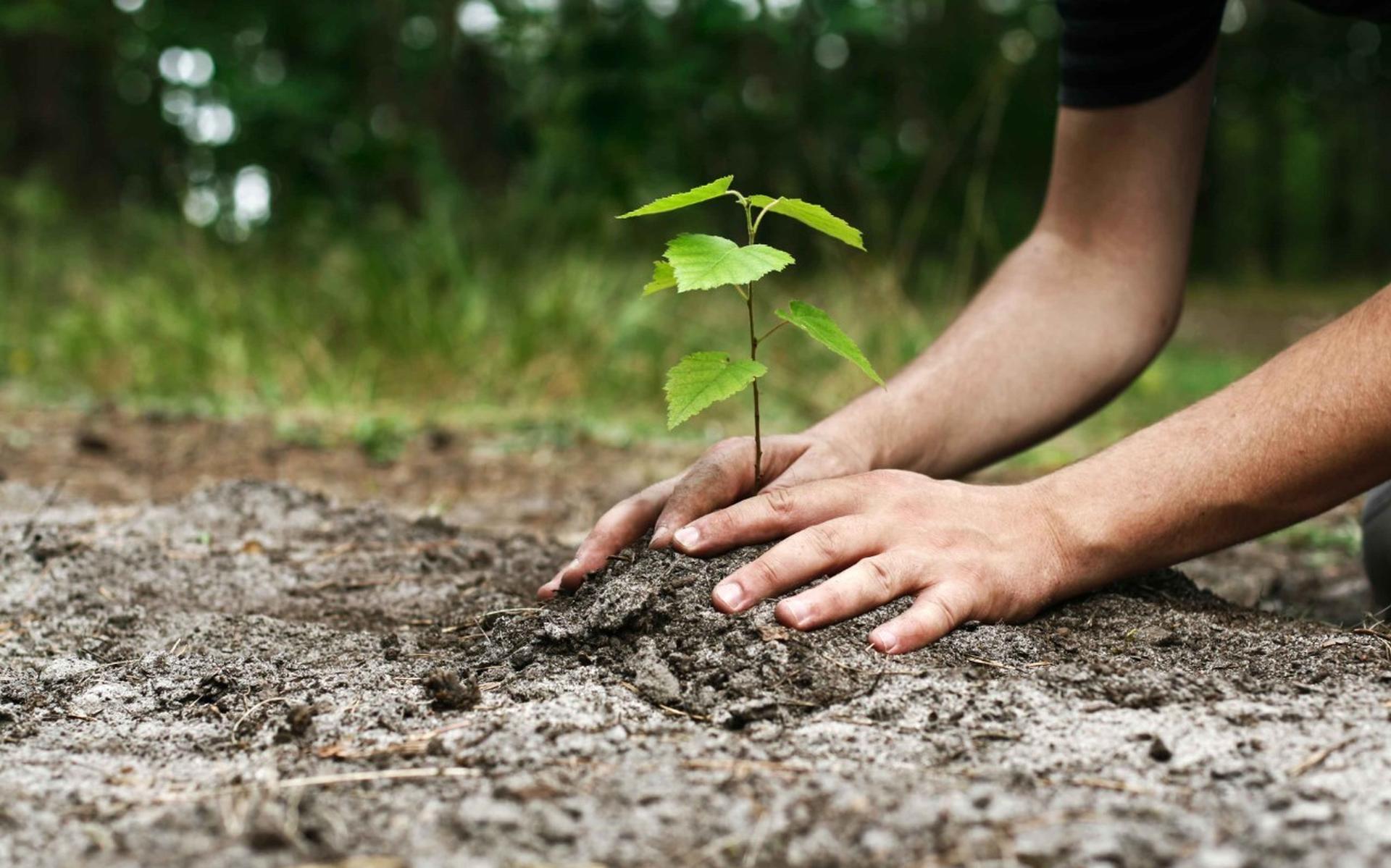 Een boom planten voor elke inwoner van Overijssel
