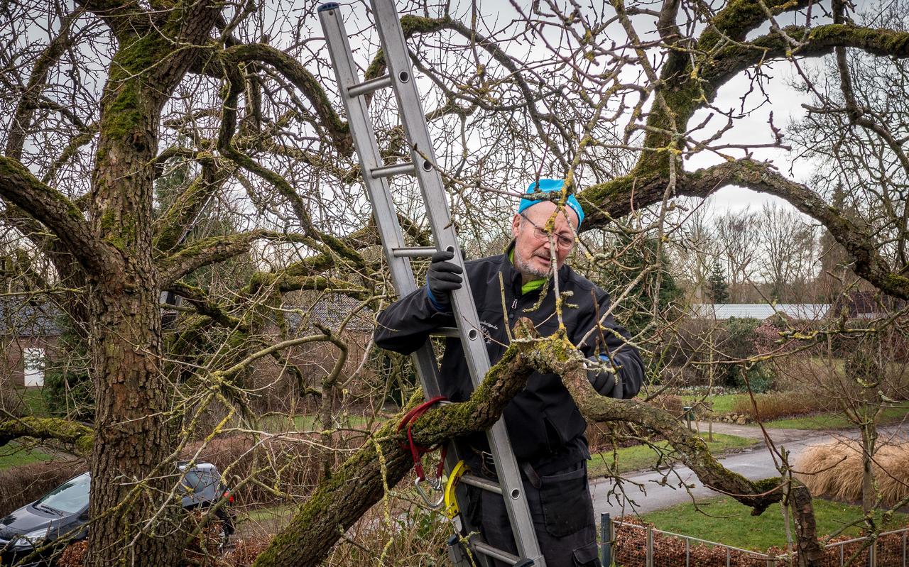 Bij de oude boerderij in De Pol staat een aantal hoogstamfruitbomen. Vrijwilliger Hans Bekker snoeit de takken die de boom te zwaar maken. 