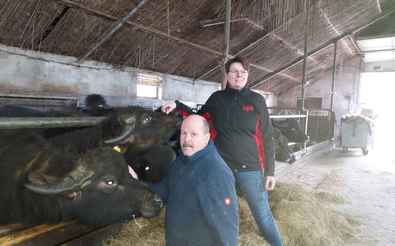 Carina en Richard Zeestraten tussen de waterbuffels in de stal. Carina en Richard Zeestraten tussen de waterbuffels in de stal.
