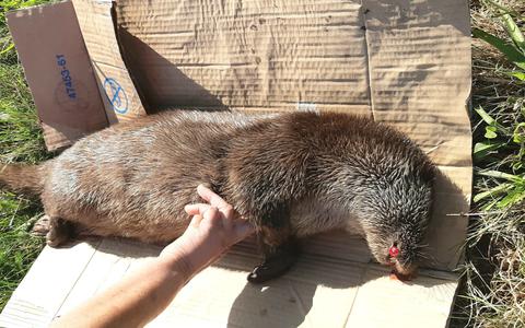 Toen Yfke de Dood stopte leefde de otter nog, maar het dier werd steeds stiller en ging uiteindelijk dood in haar armen.