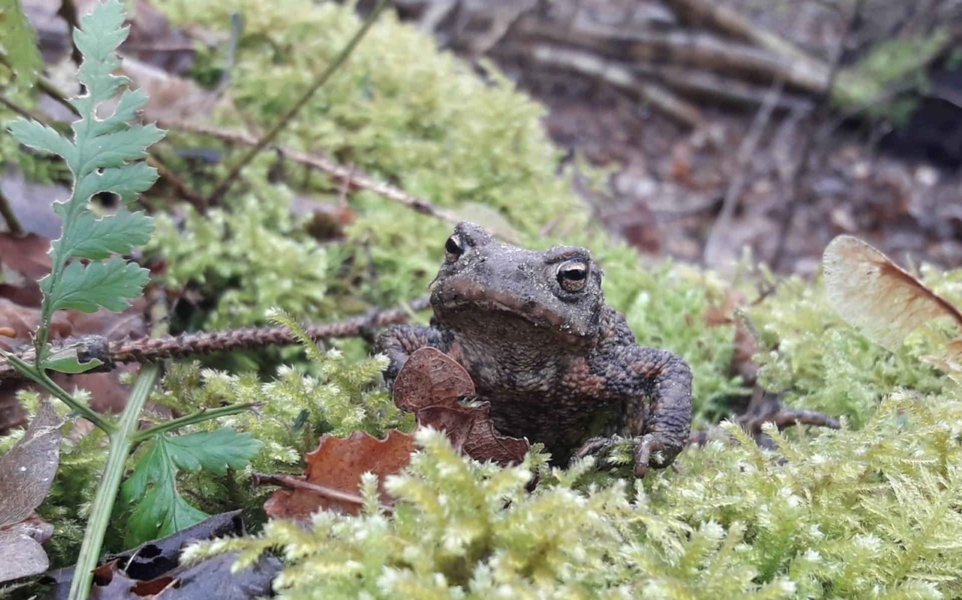 De pad, die hulp nodig heeft bij het oversteken tijdens de jaarlijkse paddentrek in het Kuinderbos.