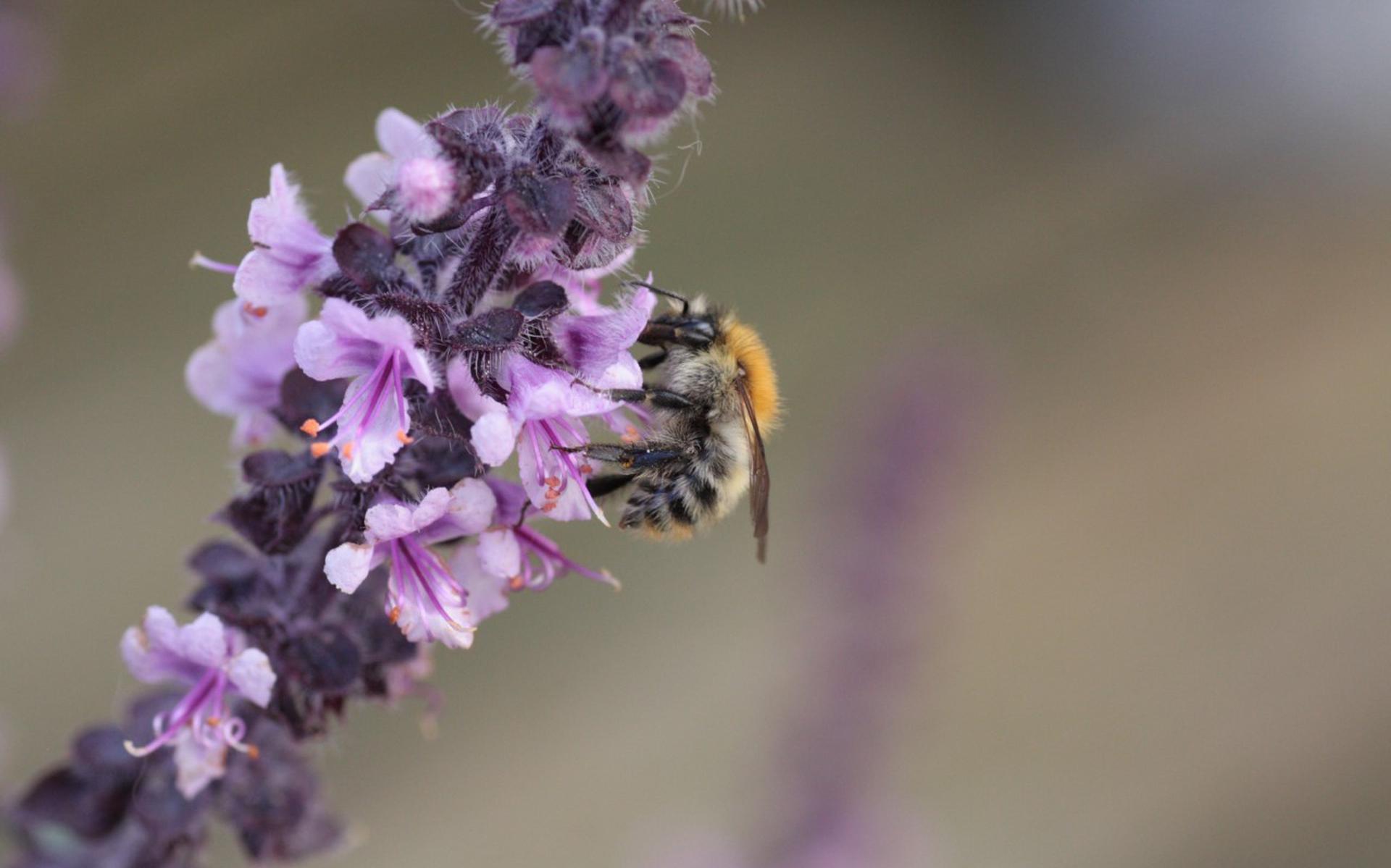 Bijen eten nectar van bloemen en zorgen daarmee voor de bestuiving van planten.