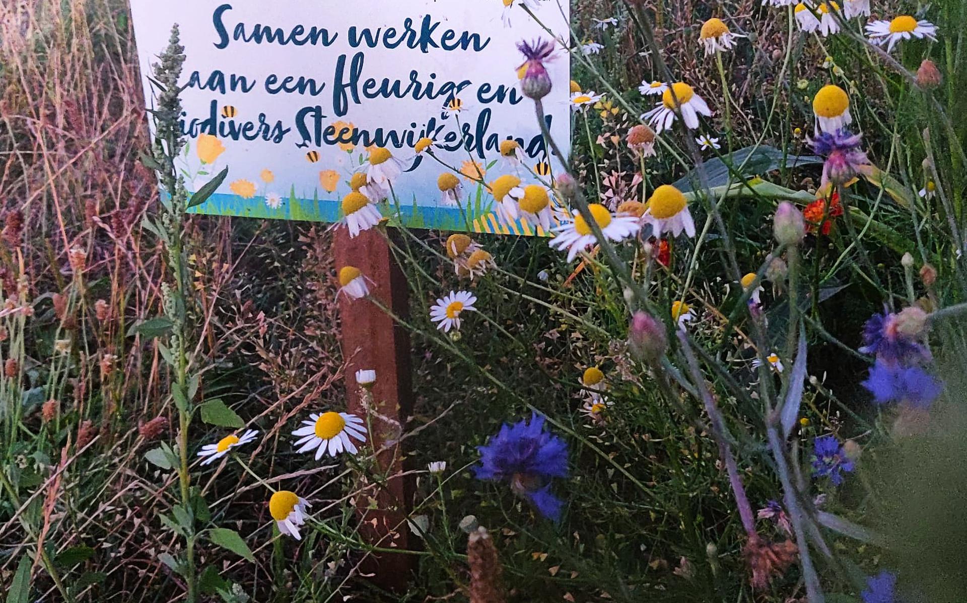 De boeren kregen dit voorjaar van Stichting Nationaal Park Weerribben-Wieden, LTO Noord, gemeente Steenwijkerland en Visscher Holland een bloemzaadmengsel. Grondeigenaren kunnen nu een financieel steuntje van de gemeente krijgen.