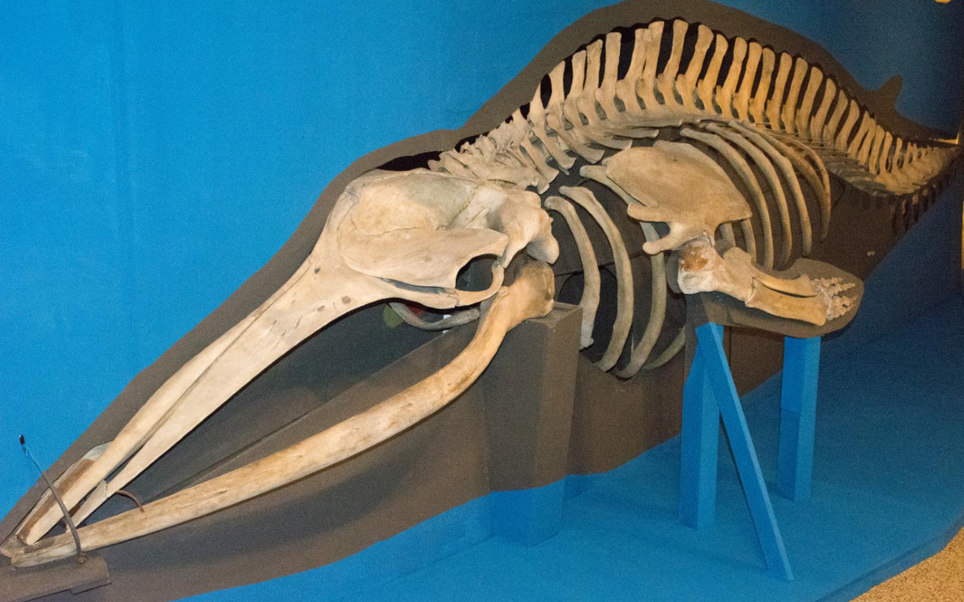 Het skelet van de Dwergvinvis is te zien bij Museum Miramar.